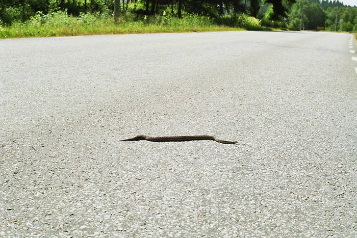 Eine Schlange, die ich fast überfahren hätte, war schon relativ groß