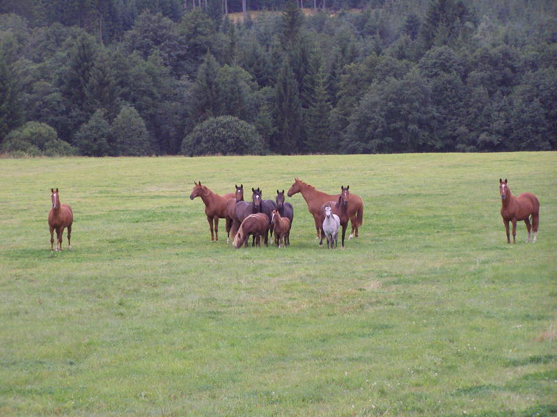 The camera was just a moment too late. When I cycled along there all horses looked at me.