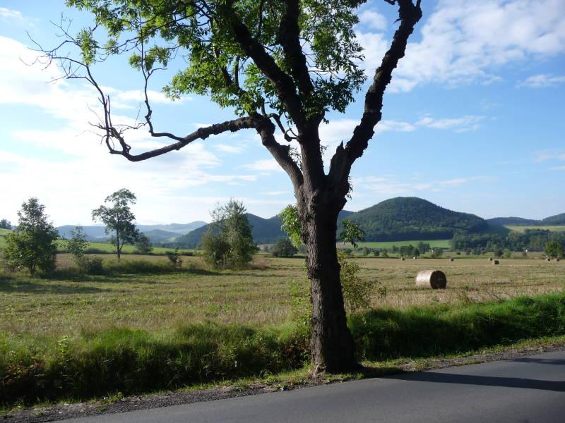 Knorriger Baum in Kegellandschaft