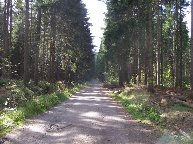 Blick in einen Waldweg neben der Strecke
