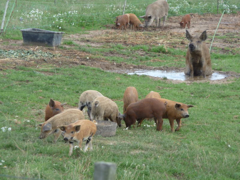 Ungewohnte Schweine am Radweg aus Hankensbüttel heraus
