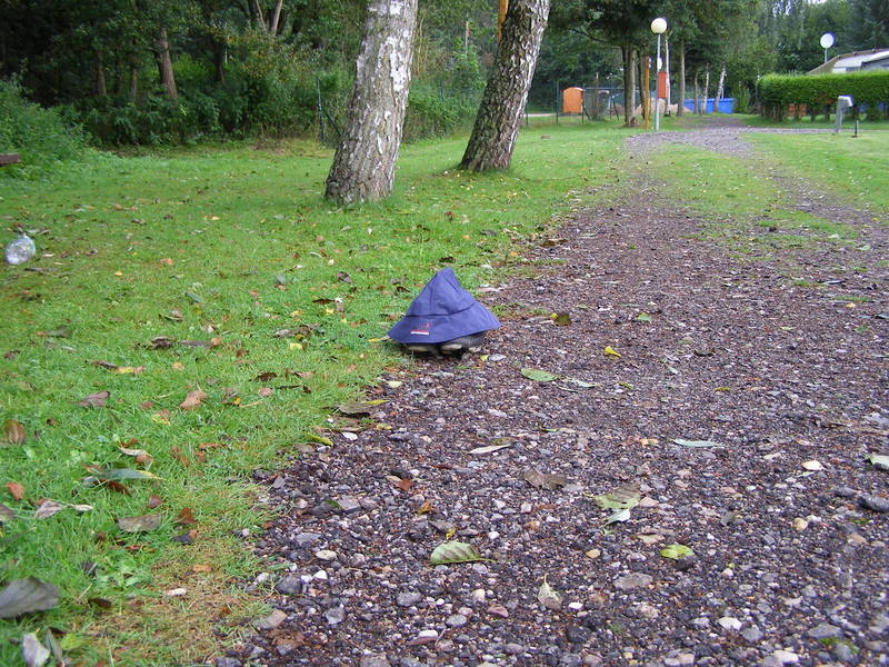 Nur selten in freier Wildbahn anzutreffen: Der gemeine Südwesterling. Oder einfach nur mein Regenhut, der die Radschuhe beim gerade wieder einsetzenden Regen kurz vor Abfahrt vom Campingplatz schÜtzt.
