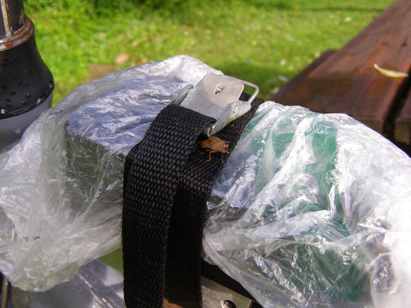 Dieser Käfer verliebt sich in den Spannriemen an meinem Ladegerät und wird uns den heutigen Tag über begleiten.
