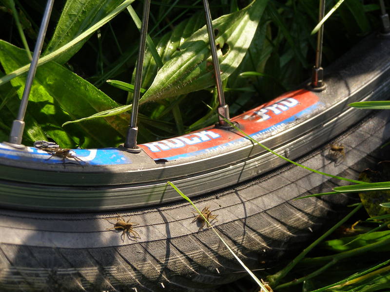 Spinnentiere nutzen die Wärme auf Stephies Reifen in der Morgensonne.
