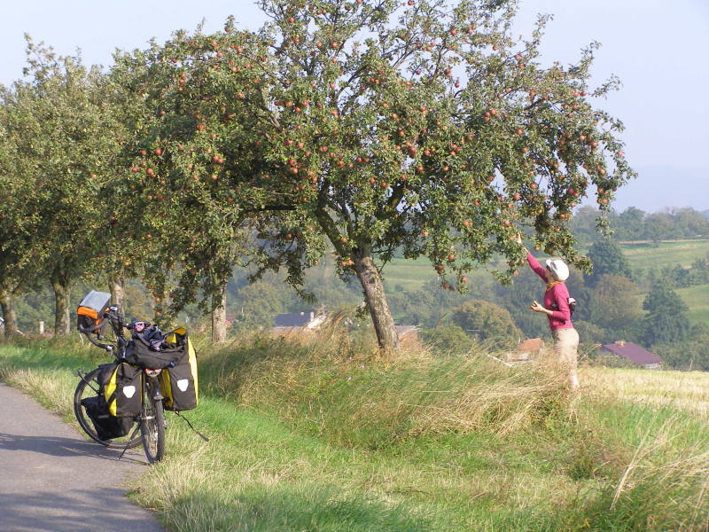 Äpfel vom Rand einer kleinen Straße