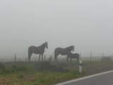 Pferde im Nebel von Veřovice