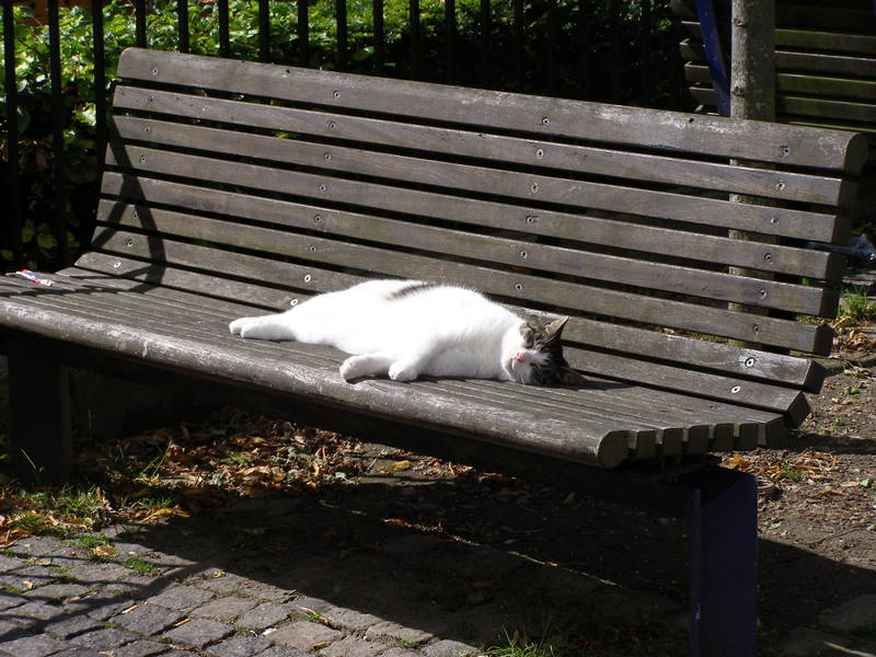 Eine Katze genießt die warmen Sonnenstrahlen des Herbsts.
