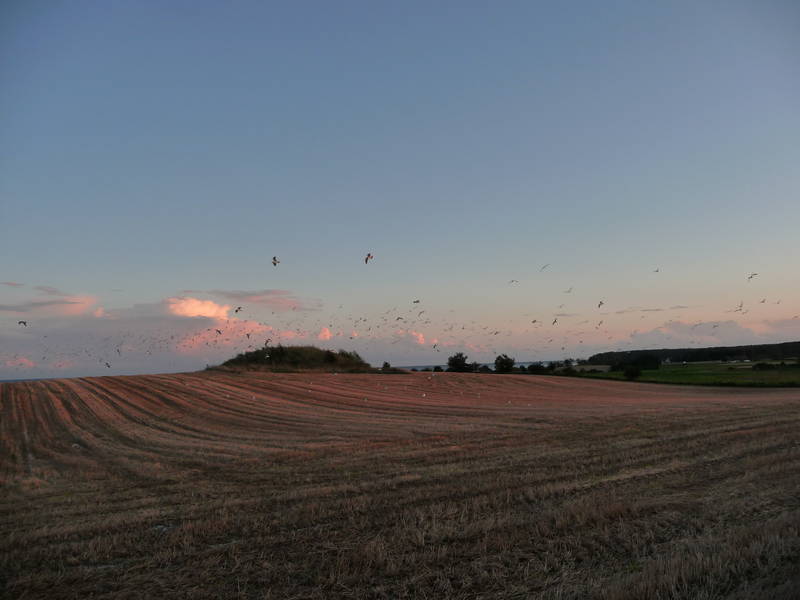 Krähen kreisen in der Abendsonne.

