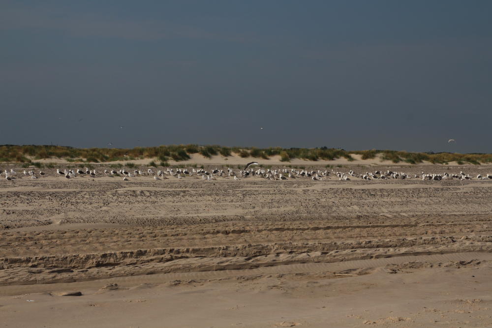 Möwen über Möwen am sonst einsamen Strand.
