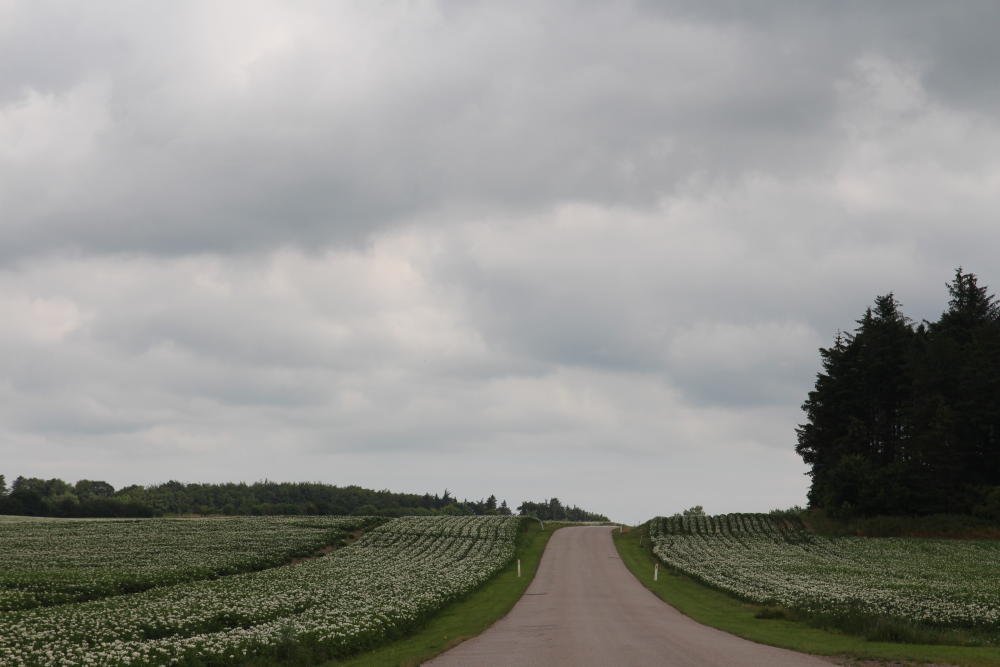 Hier am Wegesrand sieht man, wo die in den Straßenständen angepriesenen 