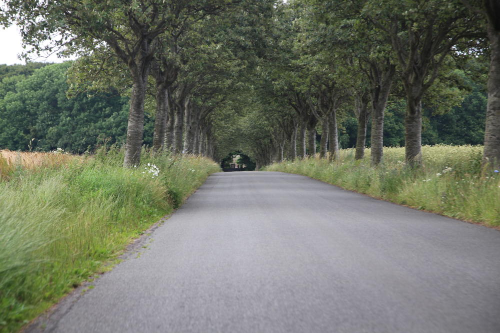 Eine schöne Allee.
