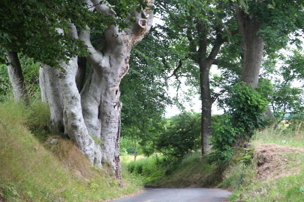 Knorrige, alte Bäume am Wegesrand.
