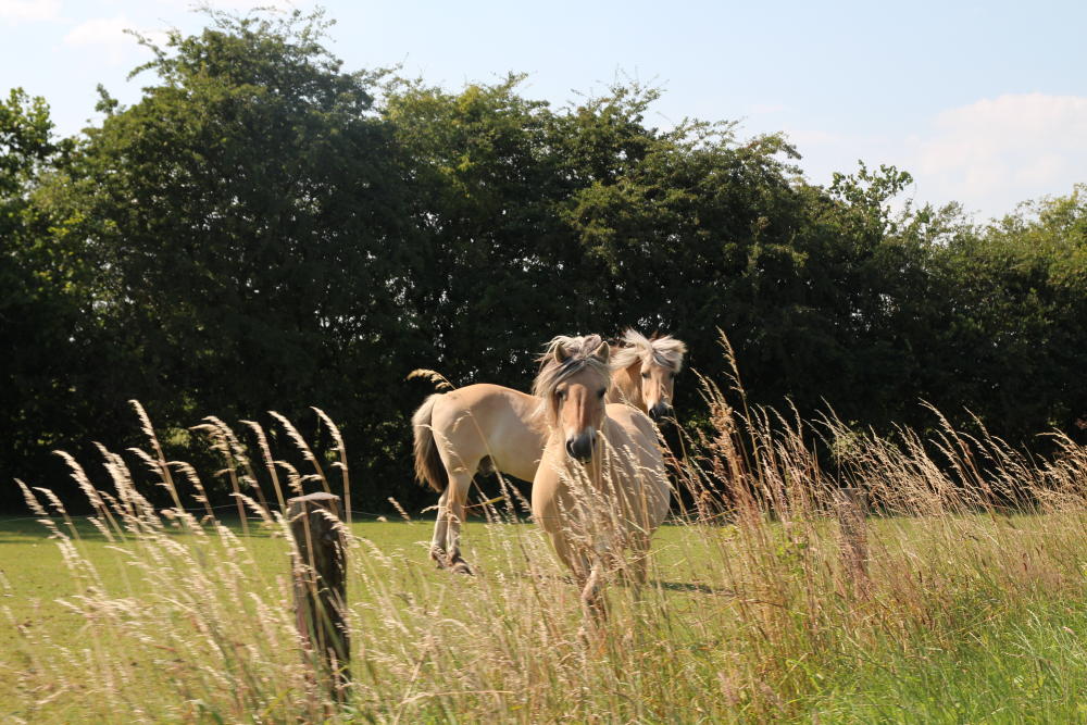 Neugierige Fjordpferde am Wegesrand.
