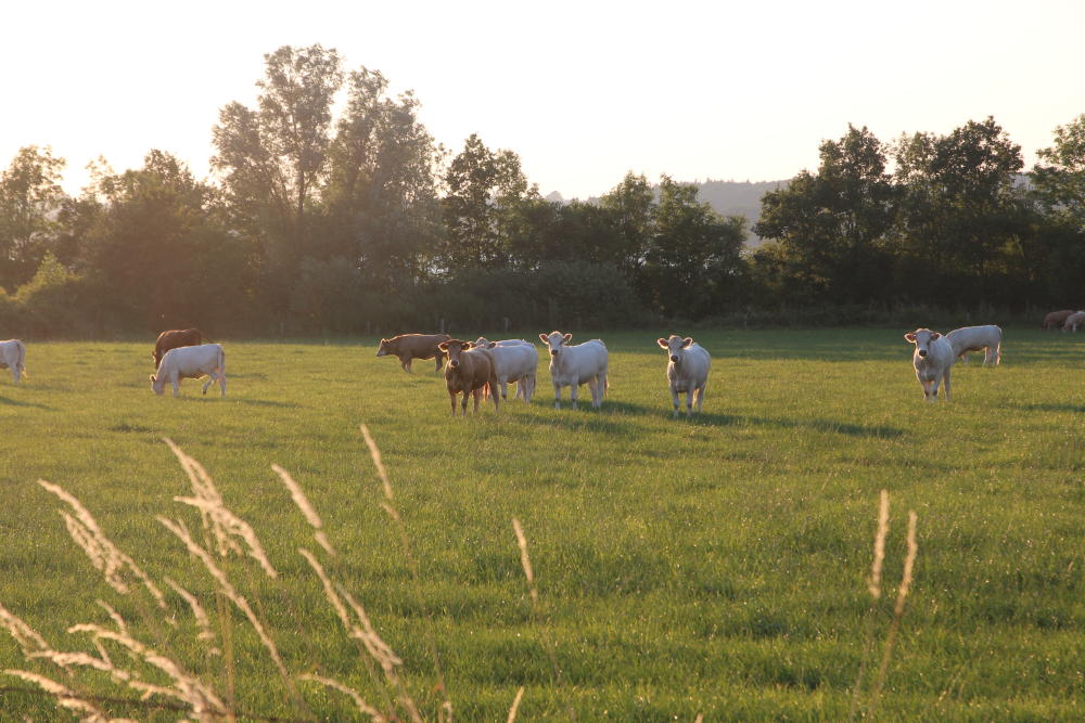 Kühe an der Schlei.
